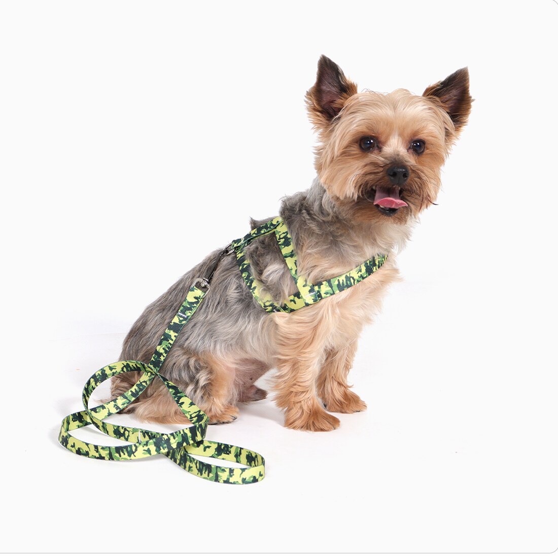 Peitoral para Cachorro Tradicional Estampado com Guia
