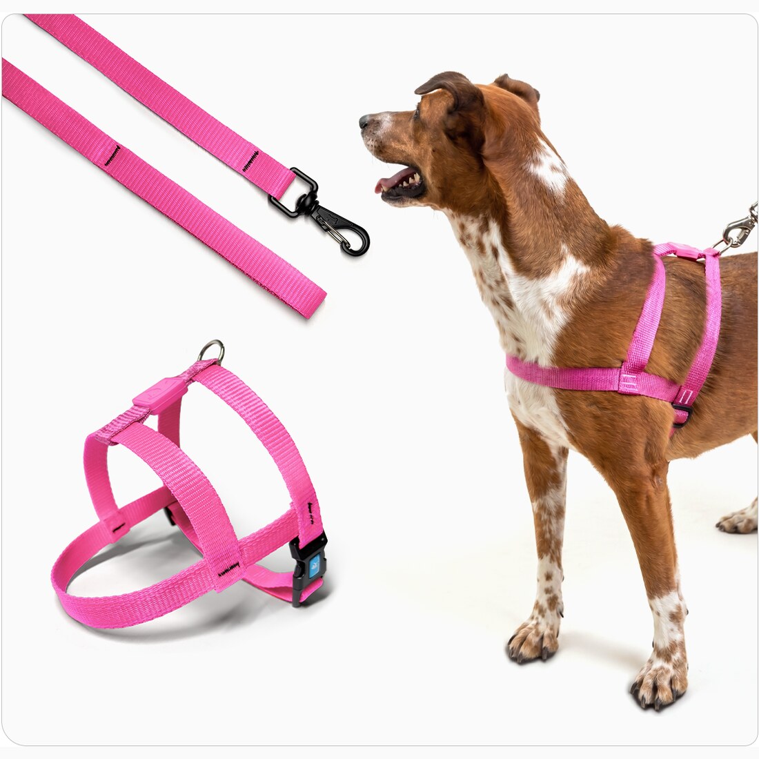 Peitoral para Cachorro Bicolor com Guia · Fita 2,5 cm
