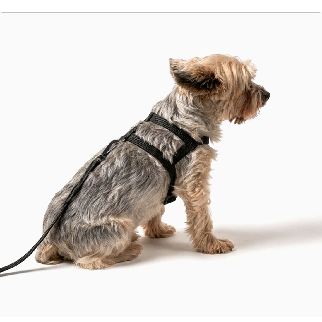 Peitoral para Cachorro Tradicional Nylon