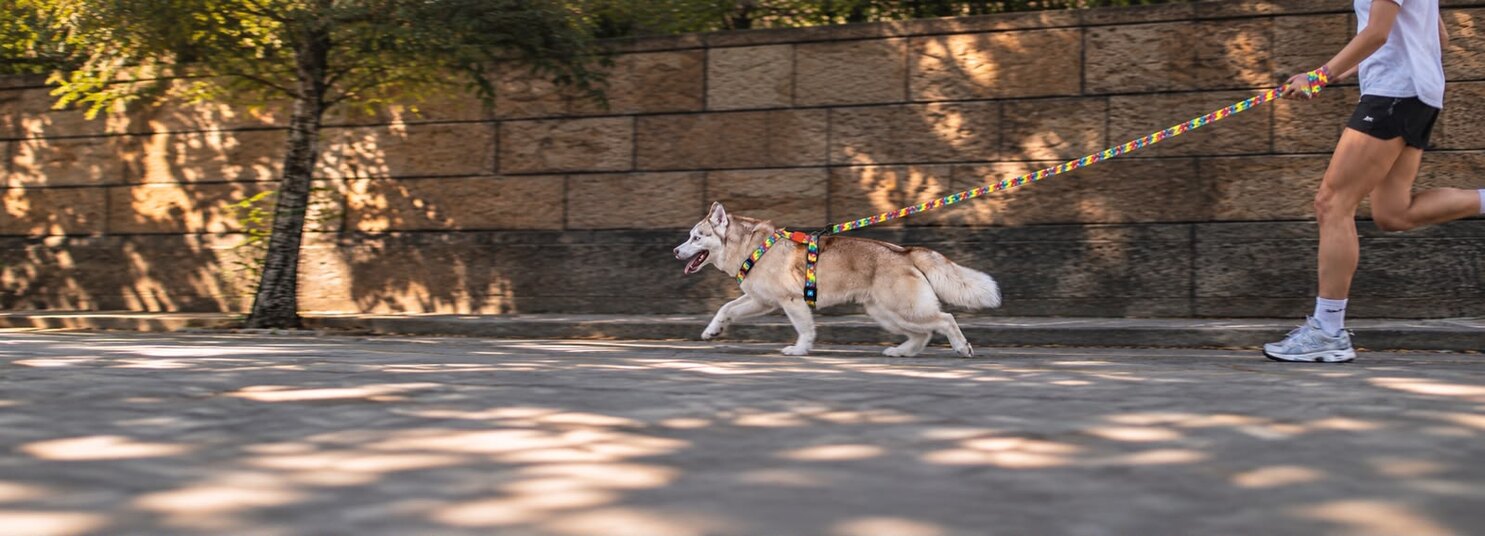 Cachorros passeando com peitorais e guias Animal Zen